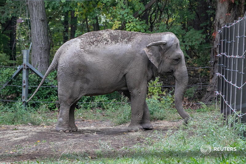 Should a female elephant have some of the same legal rights as humans? That is the question NY state's top court will consider later today, the latest development in a years-long push by an animal rights group to free Happy the Elephant from the Bronx Zoo reut.rs/3Mr6Pqq