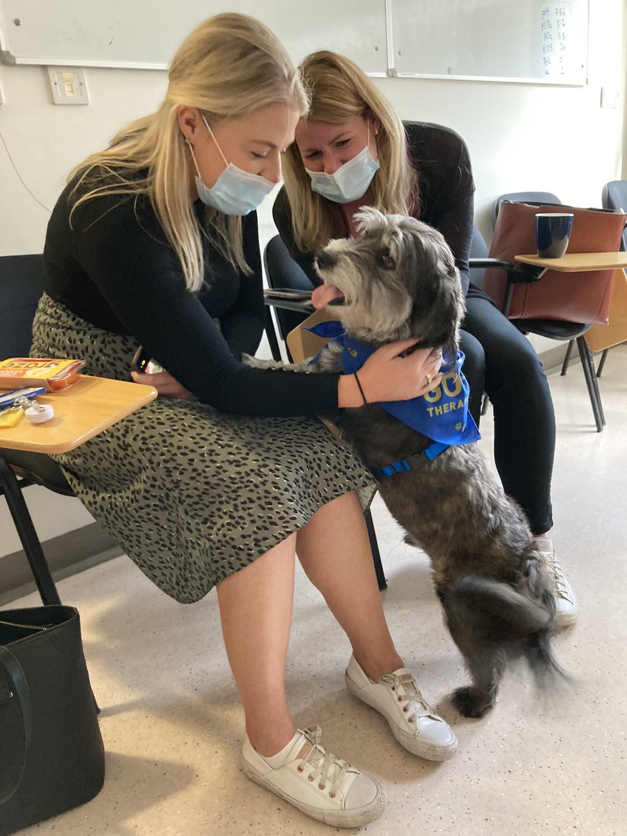 dolphinwardGOSH's tweet photo. When the GOSH therapy dog (Teddy) visited the Band 7 development day 🐾 https://t.co/Gn1crEtp5w