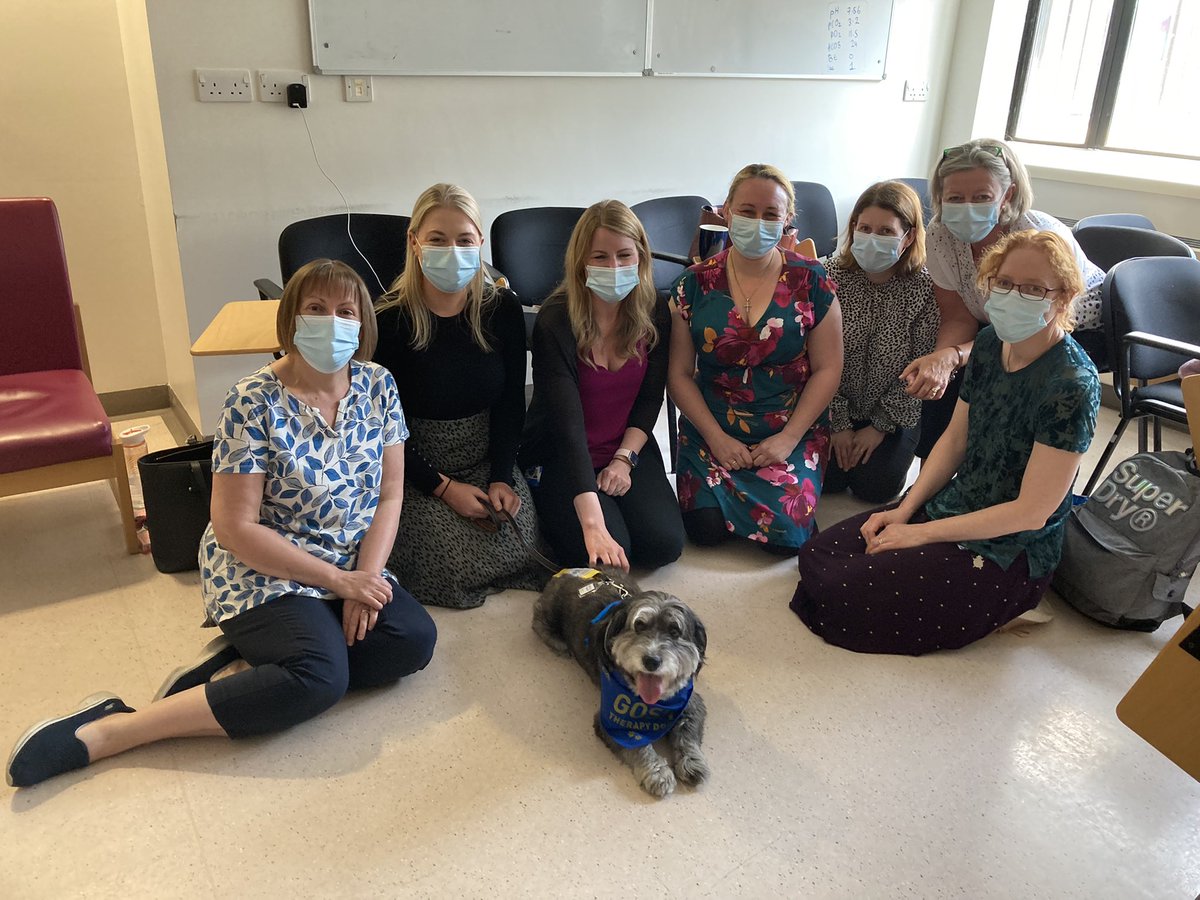 dolphinwardGOSH's tweet photo. When the GOSH therapy dog (Teddy) visited the Band 7 development day 🐾 https://t.co/Gn1crEtp5w