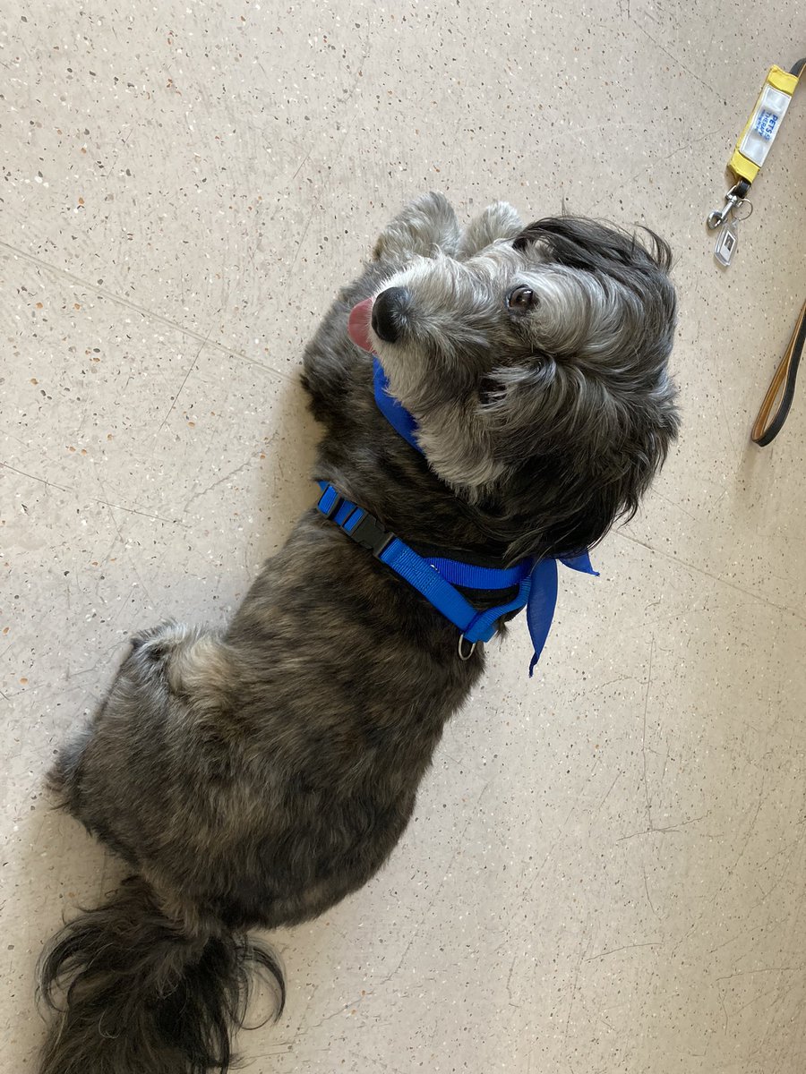 dolphinwardGOSH's tweet photo. When the GOSH therapy dog (Teddy) visited the Band 7 development day 🐾 https://t.co/Gn1crEtp5w