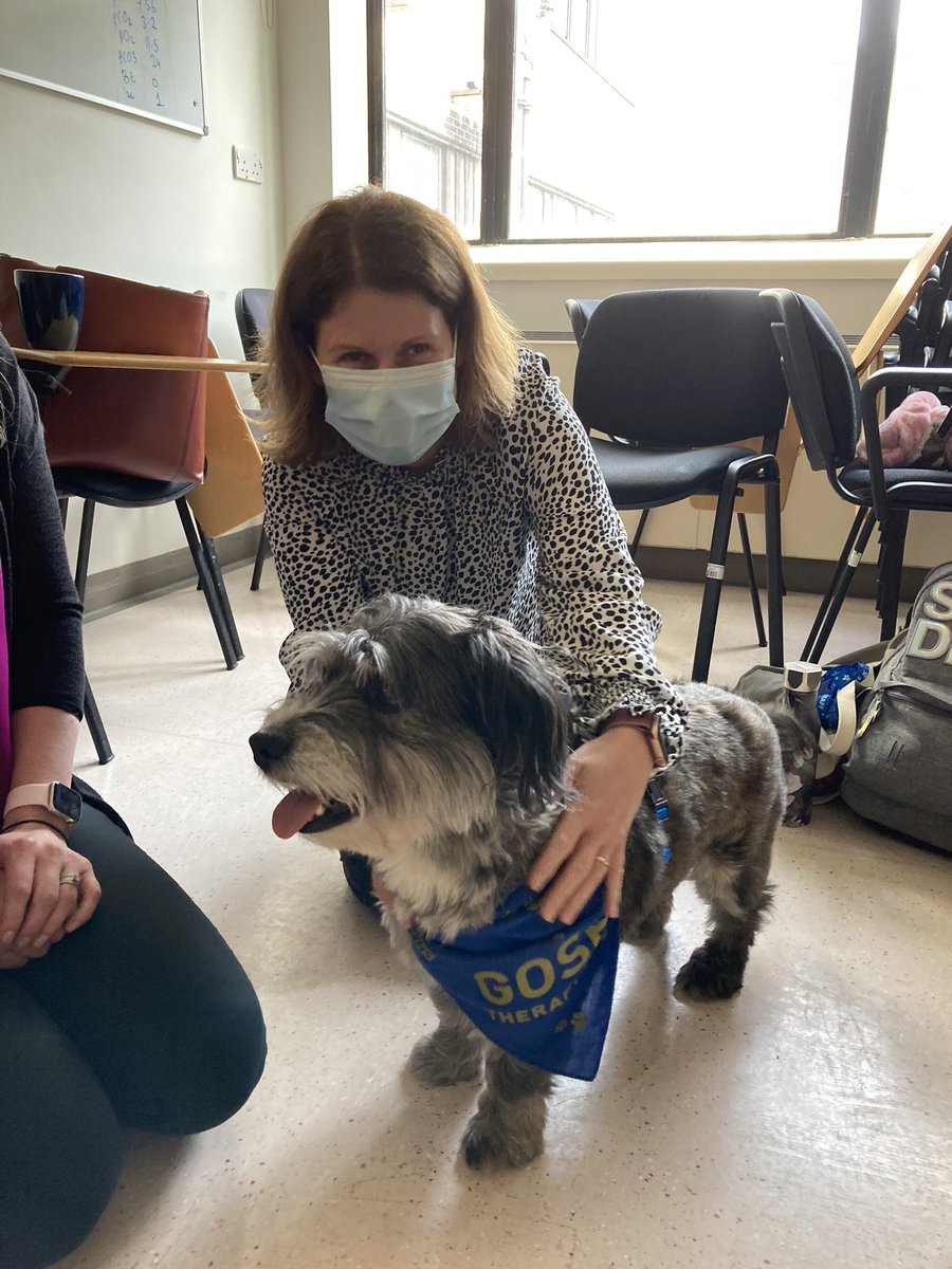 dolphinwardGOSH's tweet photo. When the GOSH therapy dog (Teddy) visited the Band 7 development day 🐾 https://t.co/Gn1crEtp5w