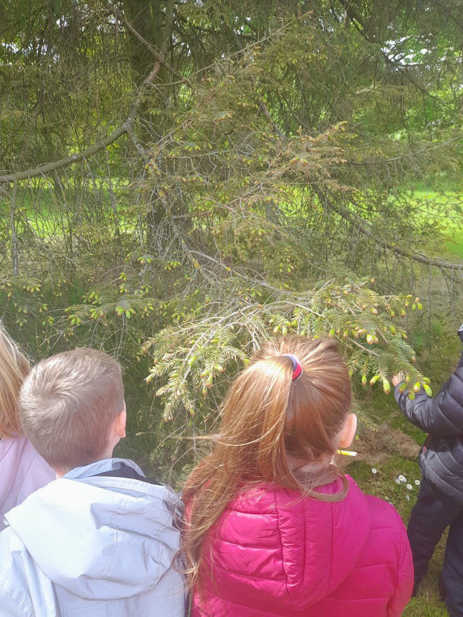 BA Primary tweet media