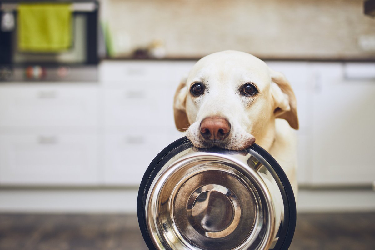 SoarMillSeeds's tweet photo. ๐ถ We also sell DOG food! ๐ถ
Next day delivery if you order before 2pm ๐๐จ
From Wagg to Chappie to Eukanuba we cater for all your four-legged friends ๐พ๐พ๐พ๐พ
#dogs #dogfood #feedingdogs #nextdaydelivery #furryfriends #onlinediscount #offercodes #usecodeSOCIAL #discount https://t.co/Of7pK1JlQd