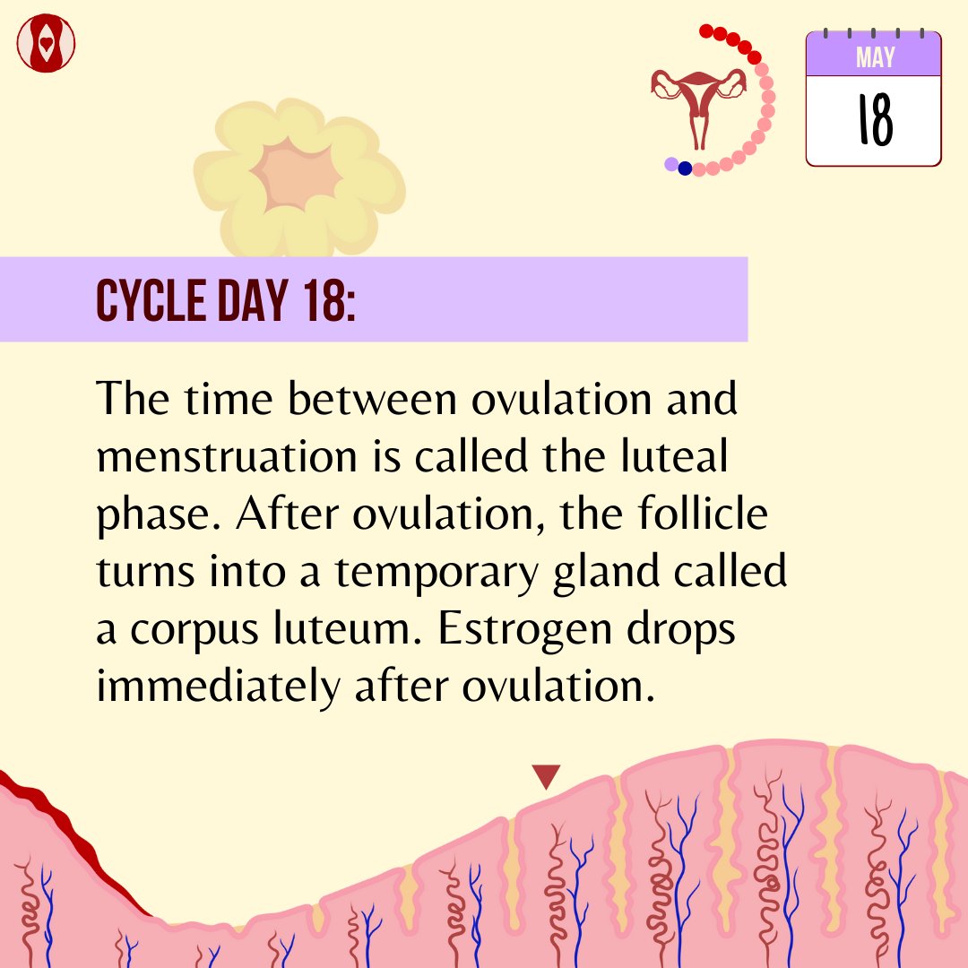 Pad and Prejudice on X: CD18: Luteal phase begins The