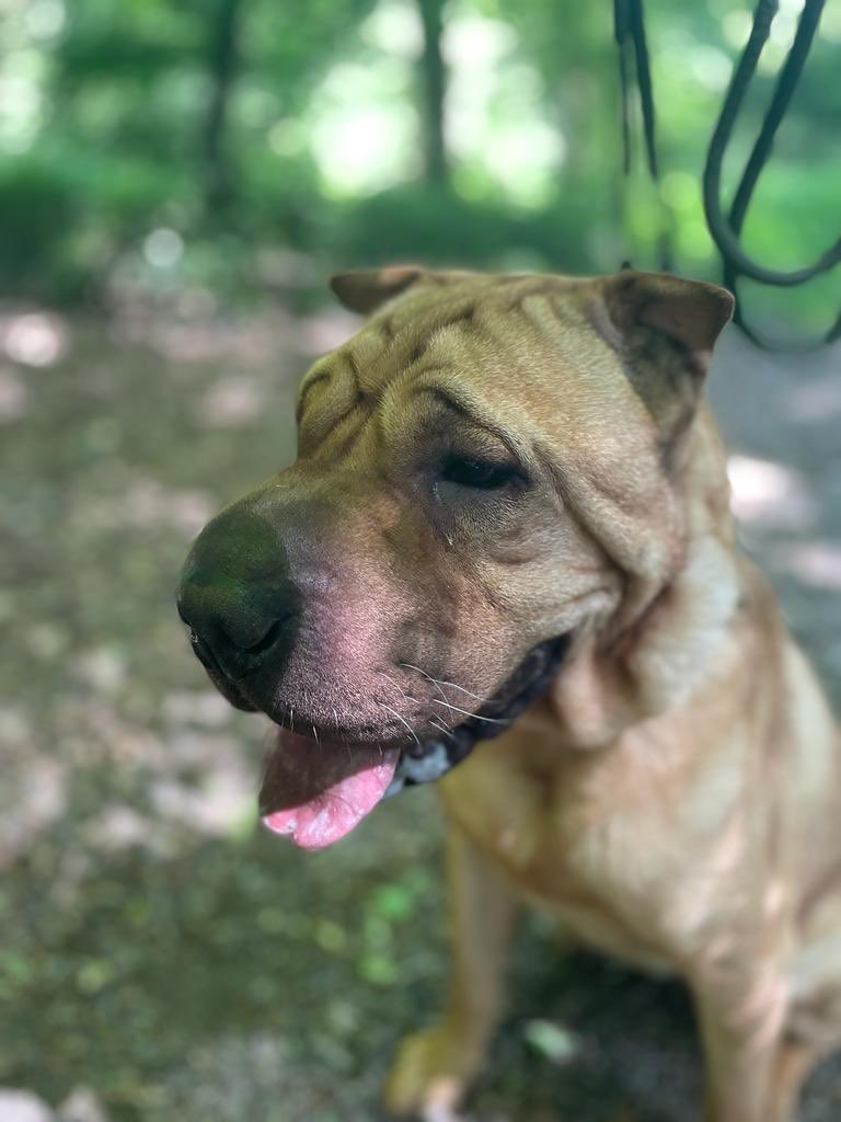 dotslondon's tweet photo. ...overwhelming for Bear but with patience, he will soon come around.Bear would make a lovely family pet if given the chance!
Would suit a pet free/older children home.
foster@dogsonthestreets.org
BEAR
#DogsWithNoPostcode
* comes with a life time guarantee of wet nose kisses * https://t.co/JXdqThCfLA