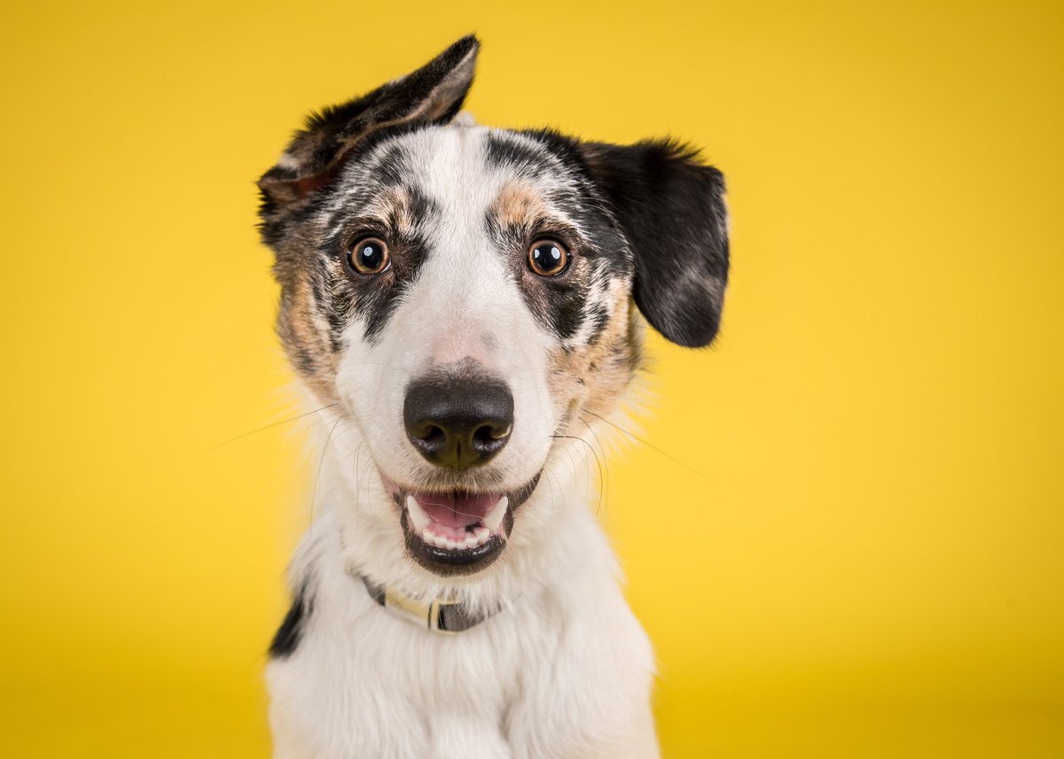 SoarMillSeeds's tweet photo. ๐ถ We also sell DOG food! ๐ถ
Next day delivery if you order before 2pm ๐๐จ
From Wagg to Chappie to Eukanuba we cater for all your four-legged friends ๐พ๐พ๐พ๐พ
#dogs #dogfood #feedingdogs #nextdaydelivery #furryfriends #onlinediscount #offercodes #usecodeSOCIAL #discount https://t.co/Of7pK1JlQd