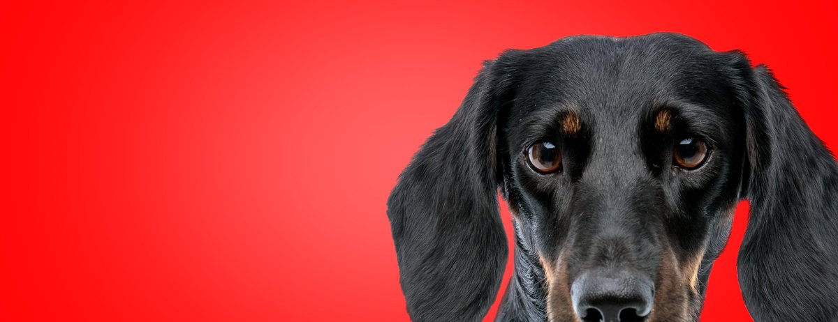 SoarMillSeeds's tweet photo. ๐ถ We also sell DOG food! ๐ถ
Next day delivery if you order before 2pm ๐๐จ
From Wagg to Chappie to Eukanuba we cater for all your four-legged friends ๐พ๐พ๐พ๐พ
#dogs #dogfood #feedingdogs #nextdaydelivery #furryfriends #onlinediscount #offercodes #usecodeSOCIAL #discount https://t.co/Of7pK1JlQd