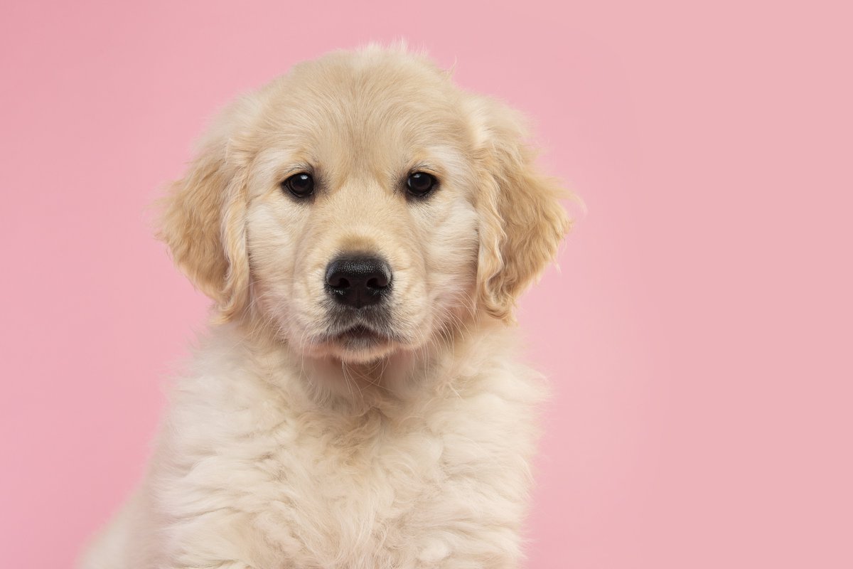 SoarMillSeeds's tweet photo. ๐ถ We also sell DOG food! ๐ถ
Next day delivery if you order before 2pm ๐๐จ
From Wagg to Chappie to Eukanuba we cater for all your four-legged friends ๐พ๐พ๐พ๐พ
#dogs #dogfood #feedingdogs #nextdaydelivery #furryfriends #onlinediscount #offercodes #usecodeSOCIAL #discount https://t.co/Of7pK1JlQd