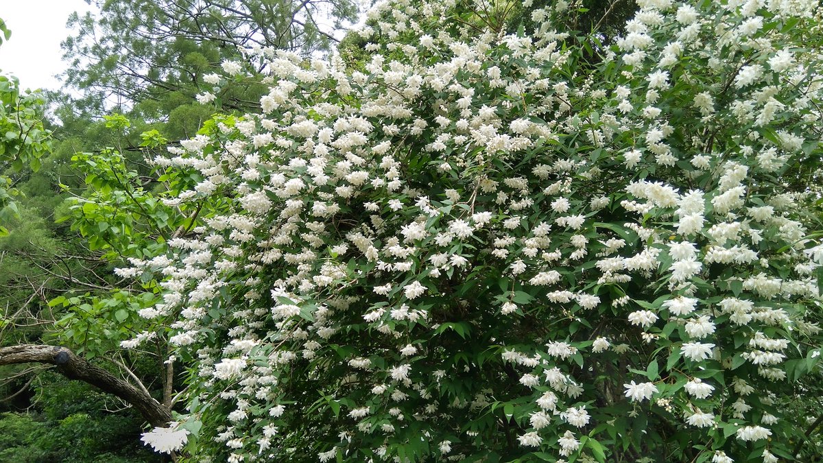 わげん あいご ウツギ 別名 卯の花 五月から六月に真っ白な花を咲かせているウツギ 卯木 空木 別名の うのはな 卯の花 の方がなじみがあるかも 名前の由来は 枝の内部が空洞 になっていることから 空木 だそうです アジサイ