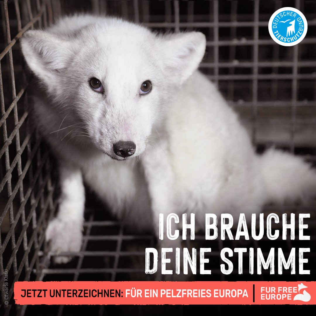 tierschutz_bund's tweet photo. Schluss mit #Pelz! Corona hat gezeigt, dass sich durch #Pelzfarmen Zoonosen verbreiten können. Unsere Chance, bei der #EU-Kommission Druck zu machen:

🦊🚫 Pelzfarmen verbieten
🛍🚫 Handel mit Pelzprodukten verbieten

✍️ Helft uns ➤➤➤ https://t.co/PKLPzgQuKI

#FurFreeEurope https://t.co/STGFuOUO5R