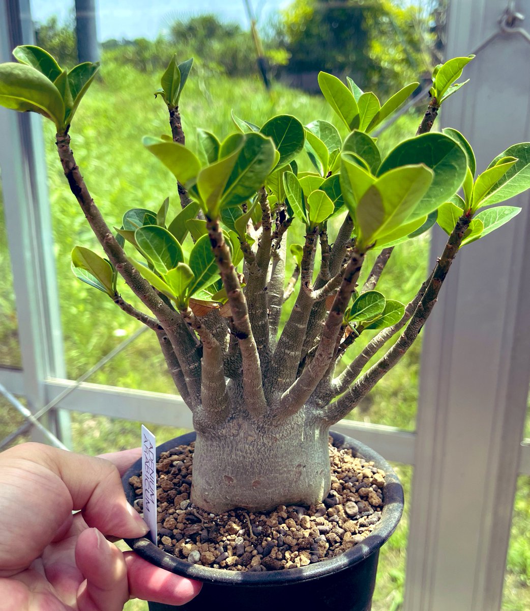 TommyBlackbear's tweet photo. アデニウム アラビカム
暖かいので植え替えた！

塊根植物は高価な物多いけど、これは普及種で価格もお手頃、寒さに弱い事を除けば栽培も簡単♪

うちに来て3年くらい
この2鉢全然タイプ違うけど可愛らしいフォルムがお気に入り^_^

#Adeniumarabicum 
#アデニウム https://t.co/AQbuj1dMiA