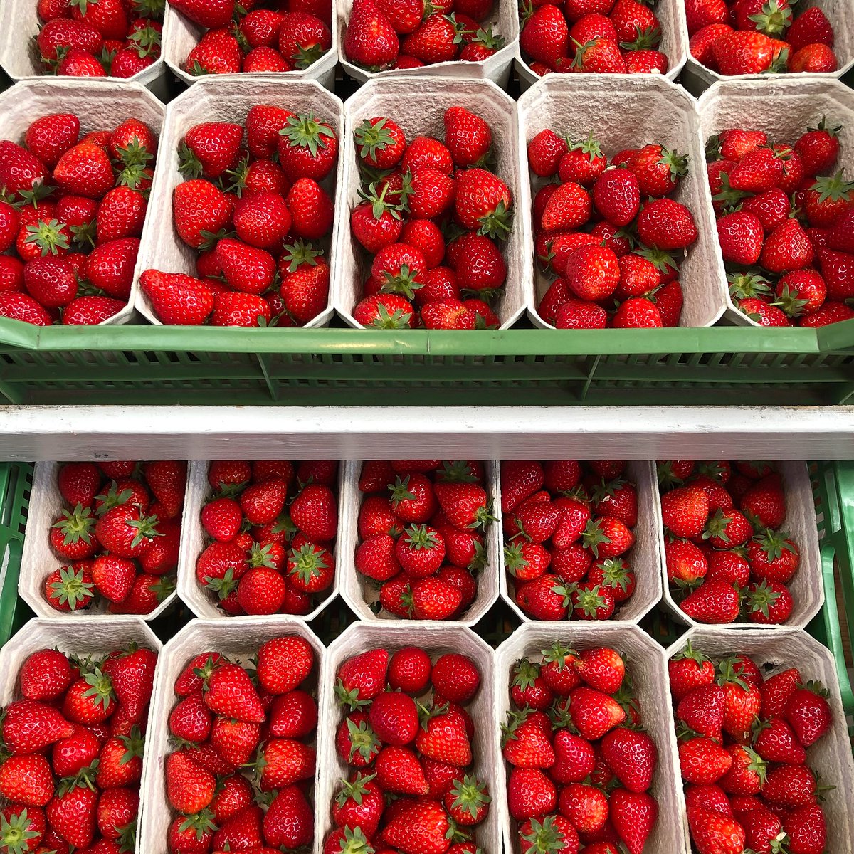 Our juicy ready picked strawberries are packed with flavour and available in our Farm Shop! 🍓
. 
(We’re hoping our PYO strawberries will be ready in early June)