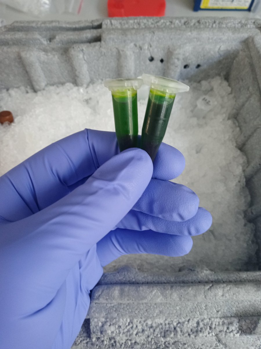 ROsborne_93's tweet image. Was there ever a prettier shade of green? 😍 #ProteinExtraction #CoIP