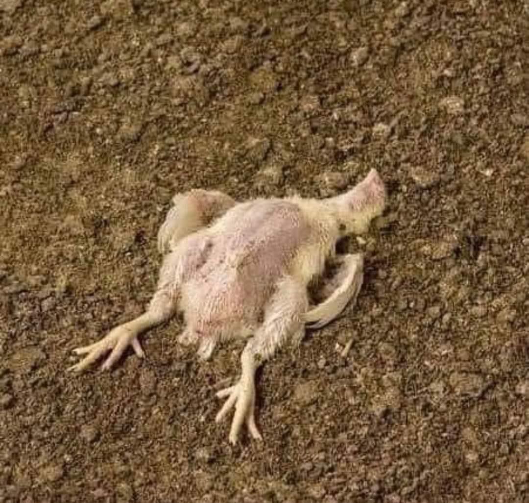 سپریم کورٹ کے فیصلے کے بعد حمزہ شہباز (ککڑی) کی حالت غیر ہو گئی تاحال ہسپتال نہیں لیجایا گیا
نوٹ:
اس تصویر میں جو نظر آ رہا ہے اسی لفظ پر غور کیا جائے شکریہ