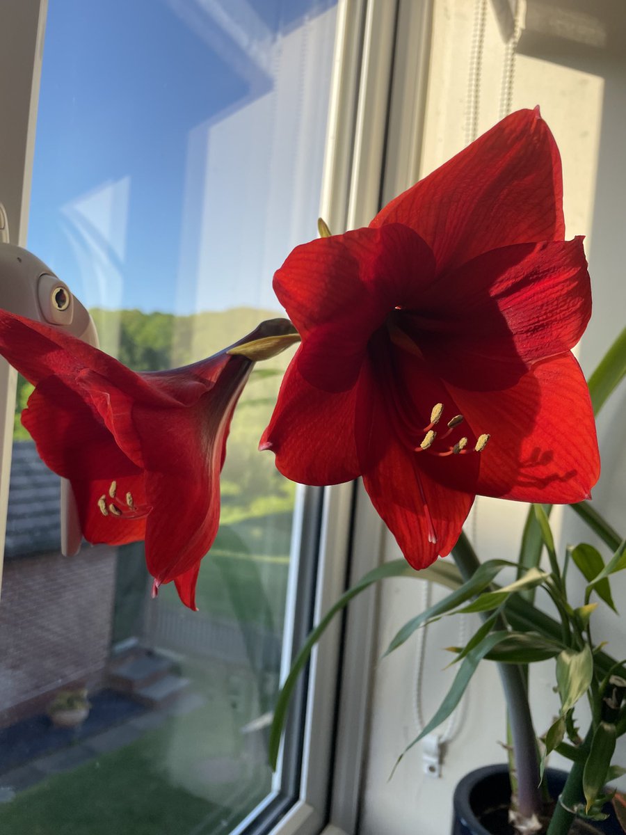 Dr Philip Berners tweet media