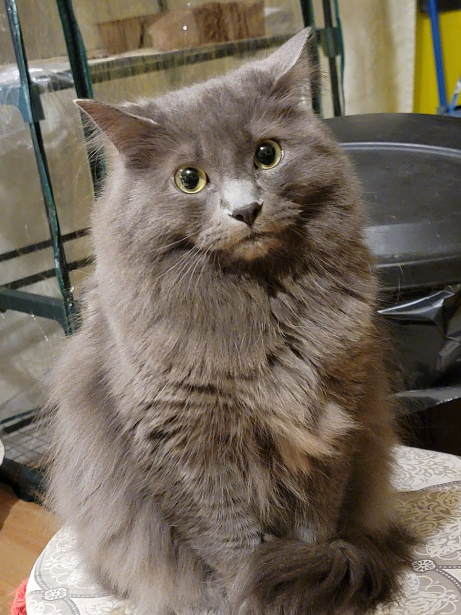GM From cat