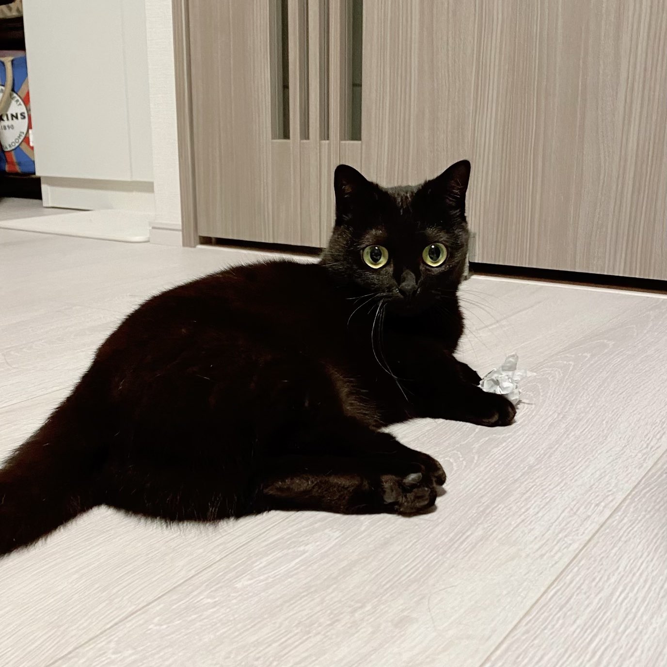 かわいい黒猫ハーブ 色々おもちゃ買ったけどレシート丸めたやつが優勝 T Co 3hckkof6ds Twitter
