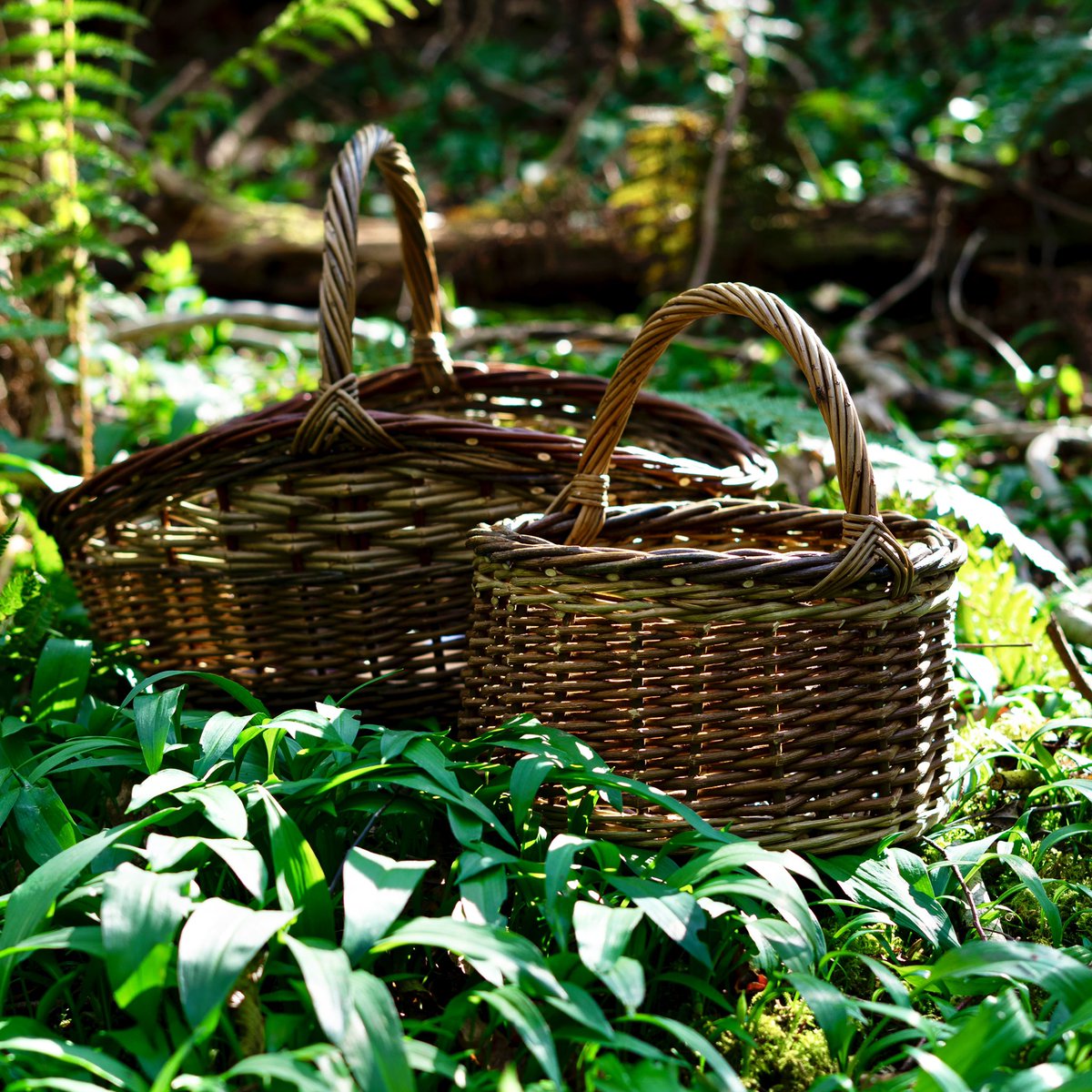 WildFoodUK's tweet photo. Our foragers baskets have been restocked! We’re ready for some #springfinds What have you found lately? Let us know in the comments below 🌿 #wildfooduk #wildfood #foraging #foragingshop #basket #willow #forage #wildfinds #springforaging https://t.co/uMBadWWHAX