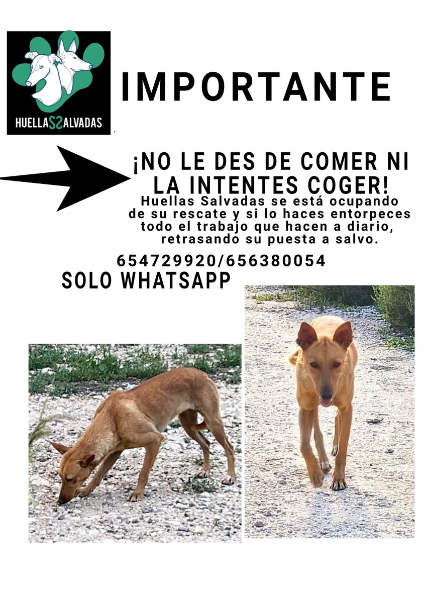 UniversidadMH's tweet photo. ¡IMPORTANTE!💥 Si estás por el #campusElche seguramente la habrás visto 🐕👇 ¡Están intentando rescatarla, NO le des de comer y NO la intentes coger! https://t.co/Z0tRsJ6y77