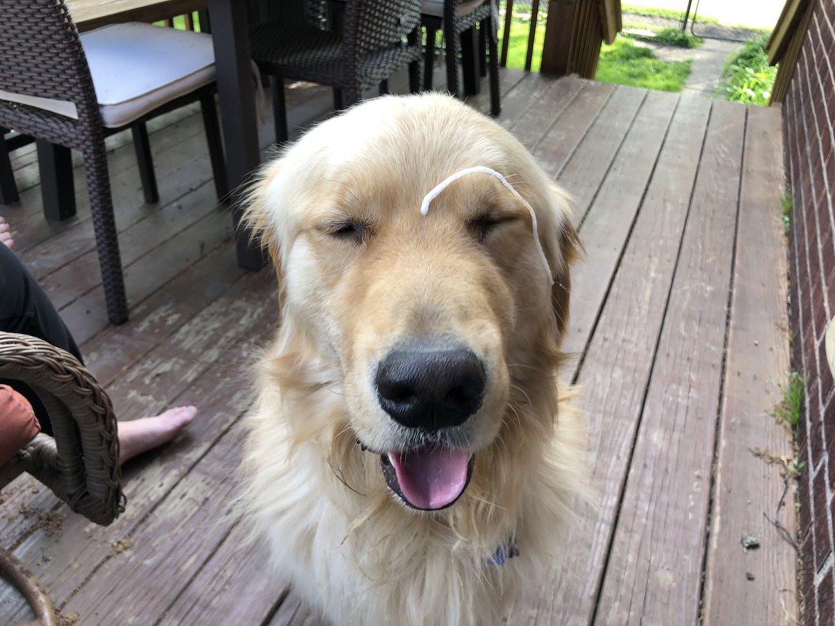 PghGoldens's tweet photo. Just like a magician, I am not allowed to divulge my secrets. All I will say is that it takes millenniums of practice to perfect this skill. Thank you for coming to my #TedTalk. #DogsGotTalent #MoneyMaker #DontYouWishYouWereMe

#DogsOfTwitter #GoldenRetrievers https://t.co/KQ9Viq3Mam