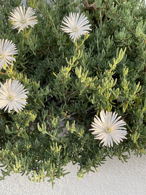 菊のtwitterイラスト検索結果