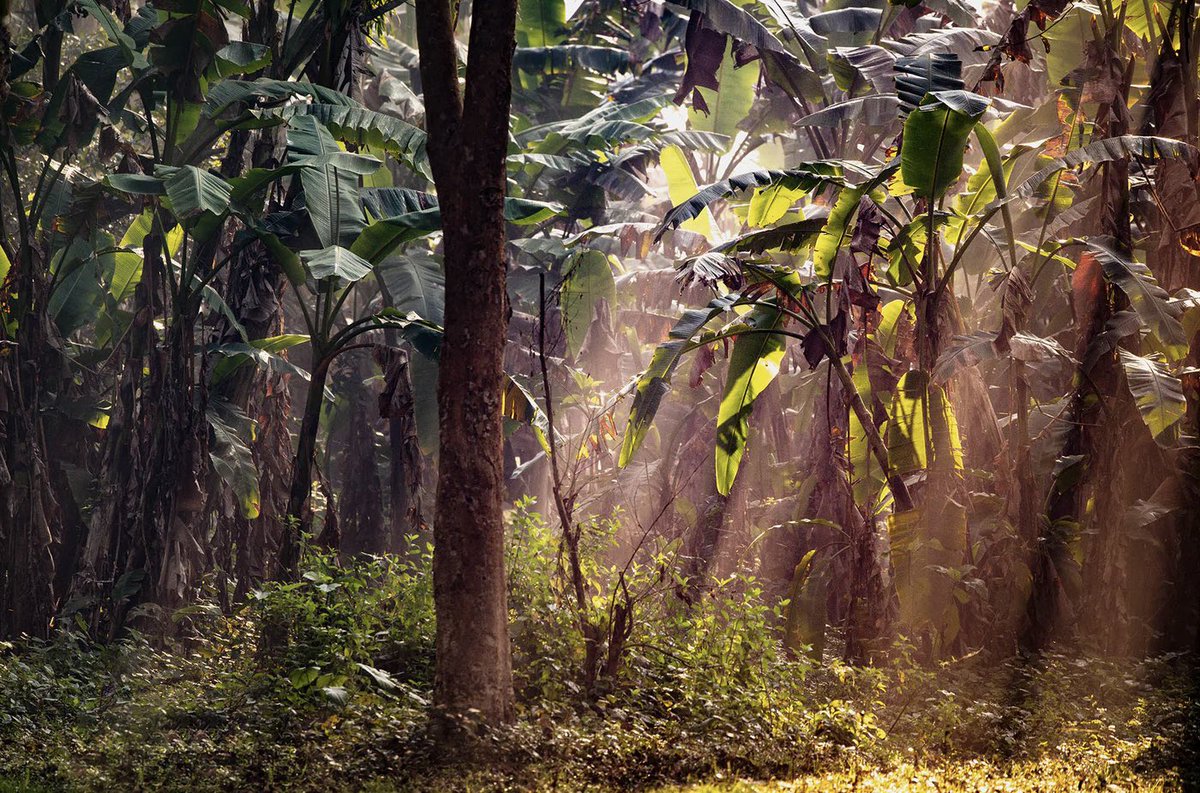 andrewagnereth's tweet photo. Dschungle West Bengal 2,India by André Wagner

This banana forest was created especially for 2 temple elephants in the jungle many years ago.

#forest #welovephotography #dgph #spiritual #nft #nftcollector #collectart #fineartphotography #photographycollector #photocollector https://t.co/hHug0ItpZz