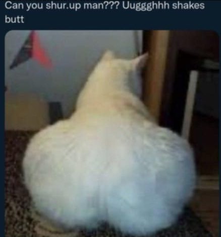 SkabbersCock's tweet photo. I love this cats straight up fucking dump truck for an ass. If anyone can find this #baddie irl please hit me up. We got some unfinished business to do⦠#zoophilepride #zoopositivity #BLM #cat #CatsOfTwitter #zoophileisvalid #bigmen https://t.co/jtntOJnrR7