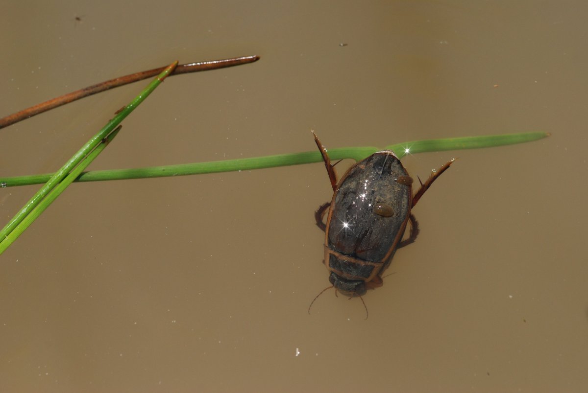 📊 CHIFFRE CLÉ  | L’analyse de plus 9700 données naturalistes concernant les coléoptères aquatiques a permis d’identifier 227 espèces présentes en Bretagne. C’est la moitié des espèces de coléoptères aquatiques recensées en Métropole. tinyurl.com/4abbx663