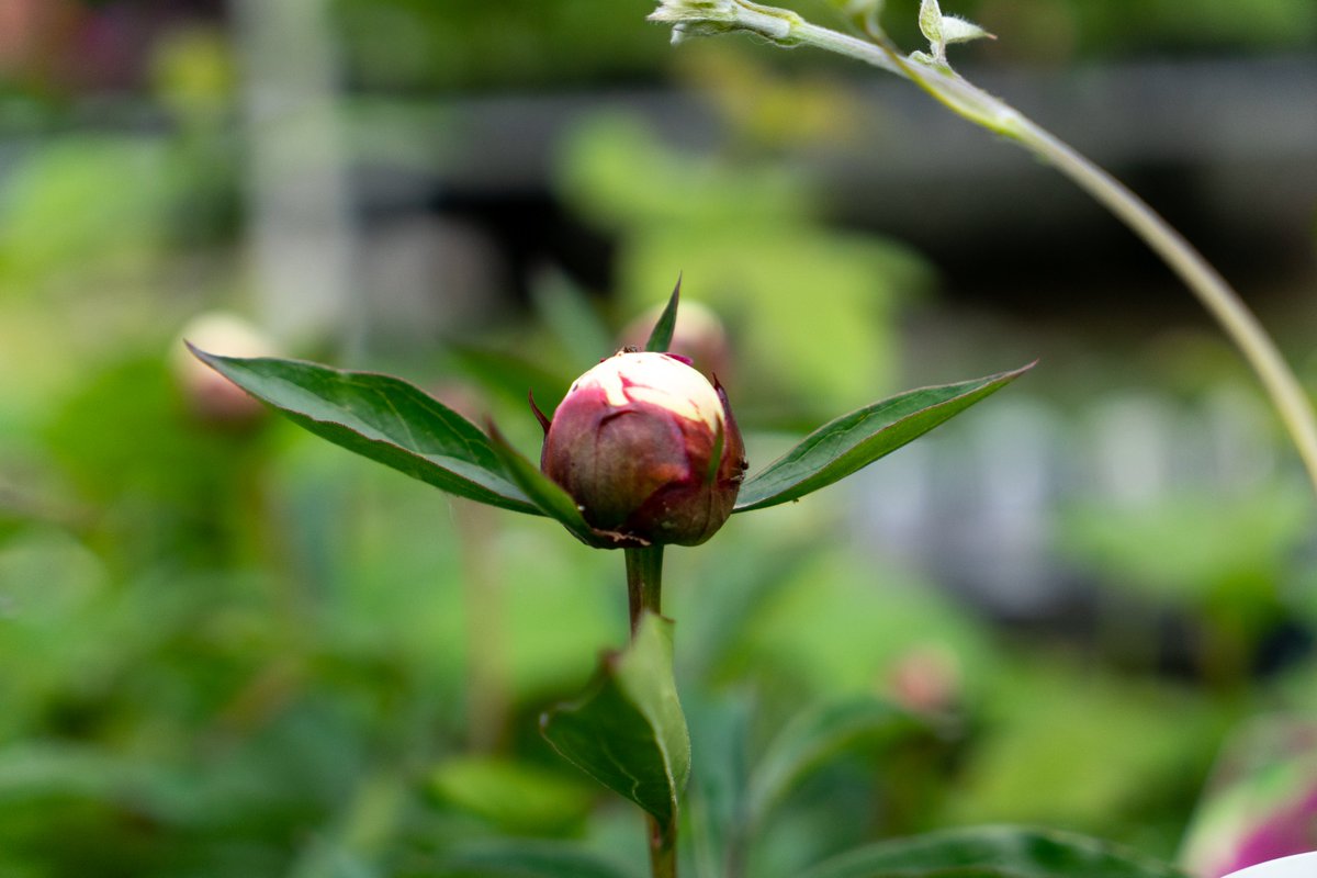 GrowellDirect's tweet photo. Ready to bloom,

This Karl Rosenfield Peonia is ready to bloom in and amazing red/ pink colour. 

Get it in your garden ready for the burst of colour.

#bloom #blooming #flowersinbloom #colour #colourful #colourpop #colourmyhome #flowers #flower #flowerpower #flowerlovers #peonia https://t.co/DE4oaNlbJQ