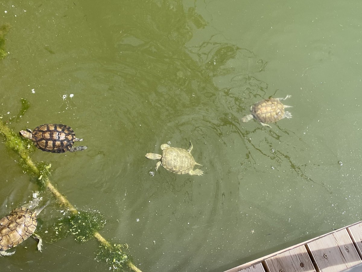PedrolMontse's tweet photo. Avui als nens i nenes de la #PIN1 de #jelleida ens han convidat a alliberar tortugues a #raimatnatura. Gràcies per deixar-nos participar d’aquesta experiència i gràcies a #CRARC el centre de recuperació d’amfibis de #masquefa per la vostra tasca @JesuitesEdu https://t.co/nHEJyHjSXJ