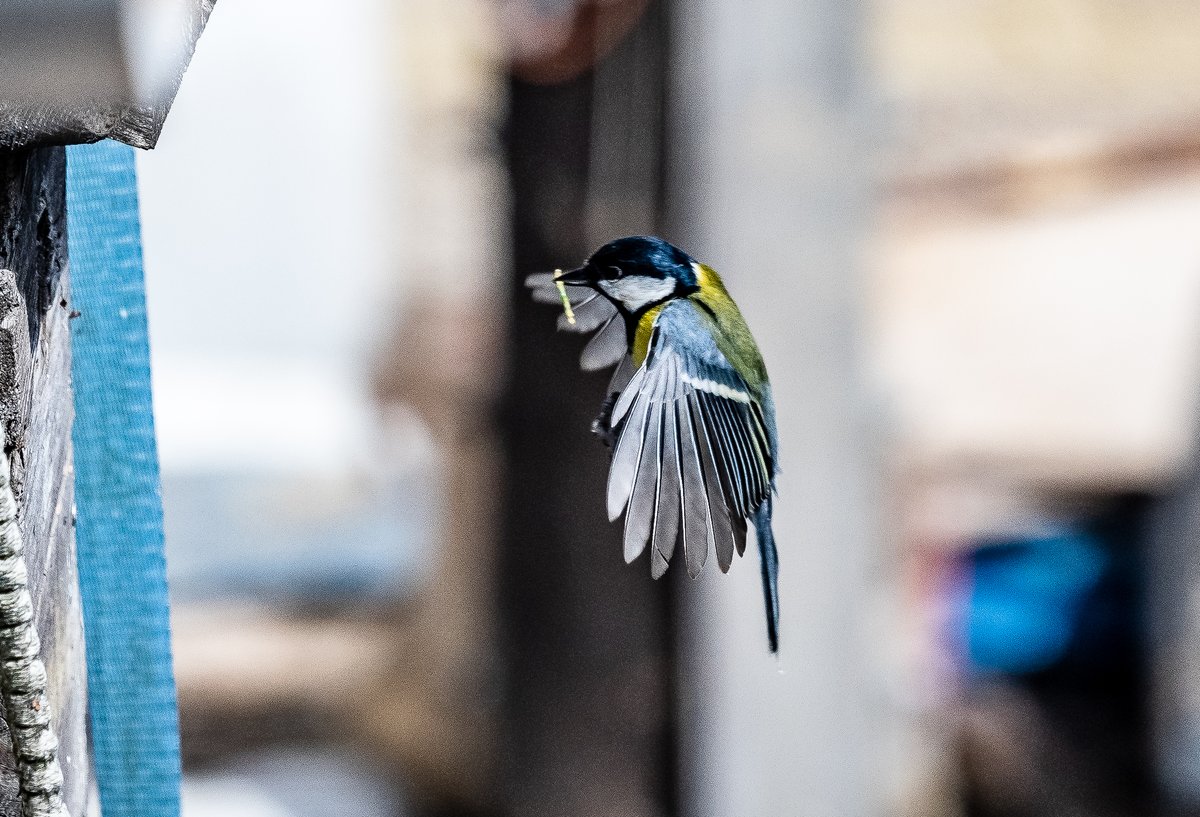19bbarnes's tweet photo. Incoming Grub! is this where the term comes from?
#RSPB https://t.co/JgjPrSaOOJ