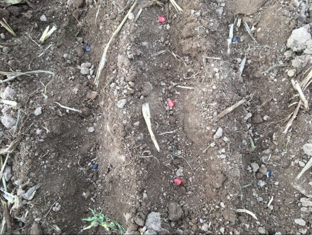 breizhfarmer's tweet photo. J+7 #babycorn &amp; #babylablab (maïs en association) poussent ensembles malgré cette sécheresse... Vite de la pluie ☔ pour une levée homogène 🤞🧐 
#FrAgTw
#Cornlovers
https://t.co/OwVMaBbVTt https://t.co/by9QGTHk8W