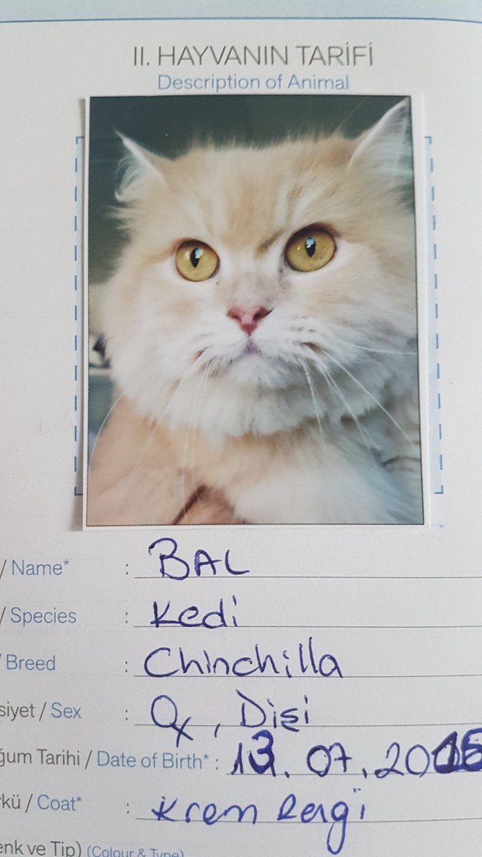 sergenern's tweet photo. I'm travelling with my cats tomorrow. And a new regulation in Turkey requires cats to have a photo on their passport and it's hilarious 🤣🤣 https://t.co/E4jupmVZSD