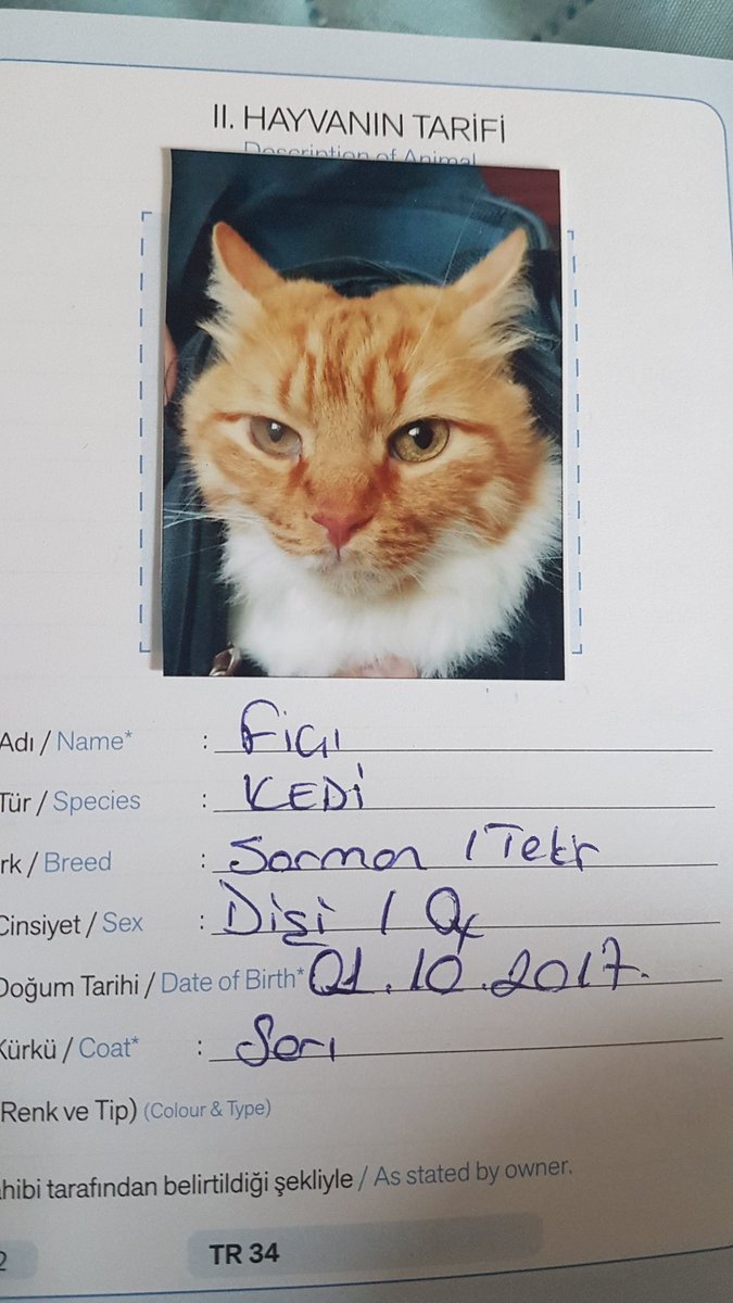I'm travelling with my cats tomorrow. And a new regulation in Turkey requires cats to have a photo on their passport and it's hilarious 🤣🤣
