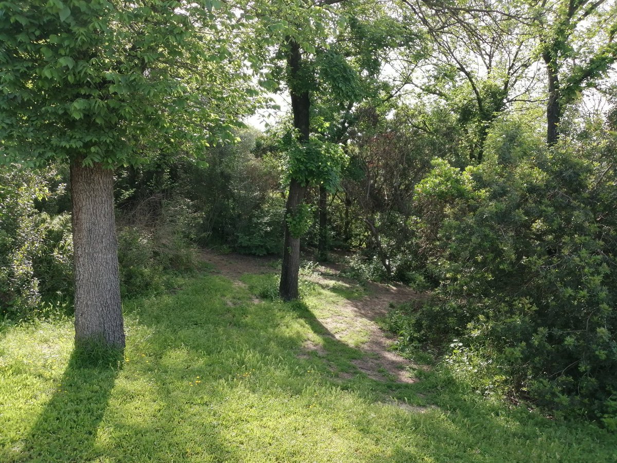 Cuando el parque se constituyó, las encinas se ubicarón en las pequeñas elevaciones del terreno, reforestándose las partes más bajas y algo más húmedas con alcornoque. 
<a href="/SevillaOcio/">OnSevilla - Ocio en Sevilla</a> <a href="/JuntaSevilla/">Junta Sevilla</a> <a href="/VerdeCartuja/">Verde Cartuja</a> <a href="/FomentoAND/">Consejería de Fomento de la Junta de Andalucía</a>