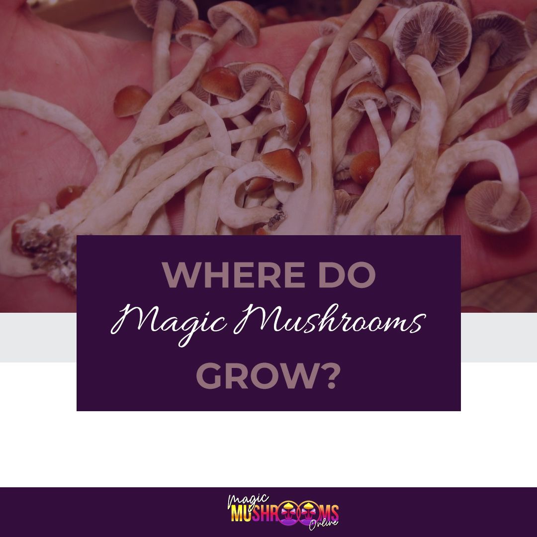Mushrooms grow in a variety of habitats, and mushrooms are most often found in areas such as manure dumps, meadows, woods, gardens and disturbed areas.

Read: bit.ly/37UhQS2

#mushroomgrow #mushroomsgrowth #mushroomgrowkit #cbdoil   #cbdhealth #cannabisculture