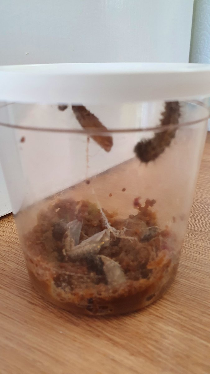 BroughEagles's tweet photo. These little fellas are busy building their cocoons.... ready for the next stage! ππ¦ #changesovertime
#nature #livingcreatures https://t.co/Dsp7ht70fj