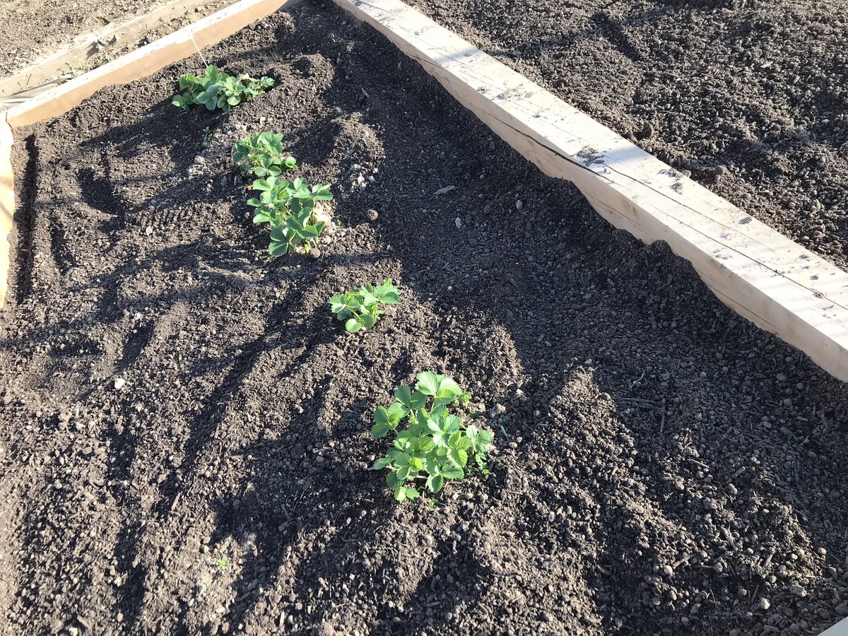 BenedictTech's tweet photo. Thanks to Mrs. O’Brien’s and Mr. Taggert’s classes for their hard work along with Mr. Calhoun and Mr. Hodgins. Two totes of triple mix have been added to the garden and some Tomato plants have been planted.  Lots more to come after the long weekend! https://t.co/vk6Z9cMg6J