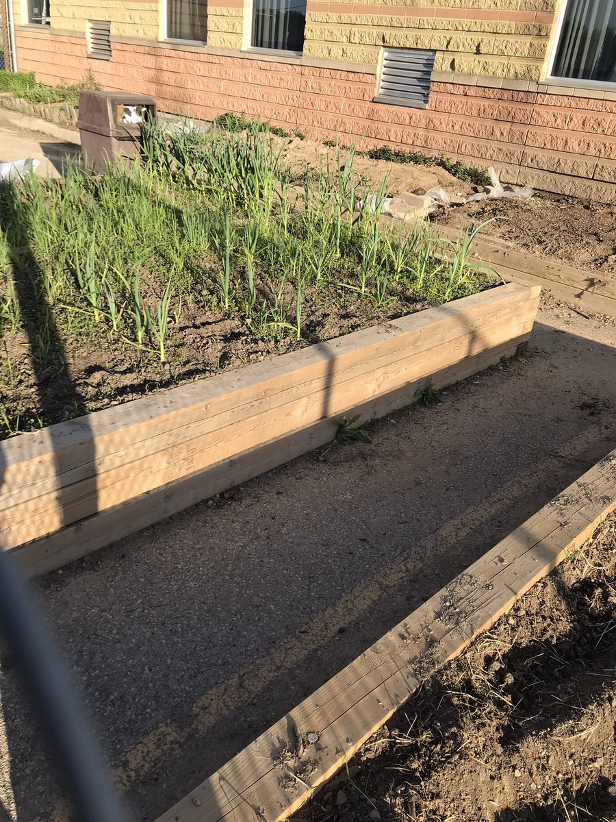 BenedictTech's tweet photo. Thanks to Mrs. O’Brien’s and Mr. Taggert’s classes for their hard work along with Mr. Calhoun and Mr. Hodgins. Two totes of triple mix have been added to the garden and some Tomato plants have been planted.  Lots more to come after the long weekend! https://t.co/vk6Z9cMg6J