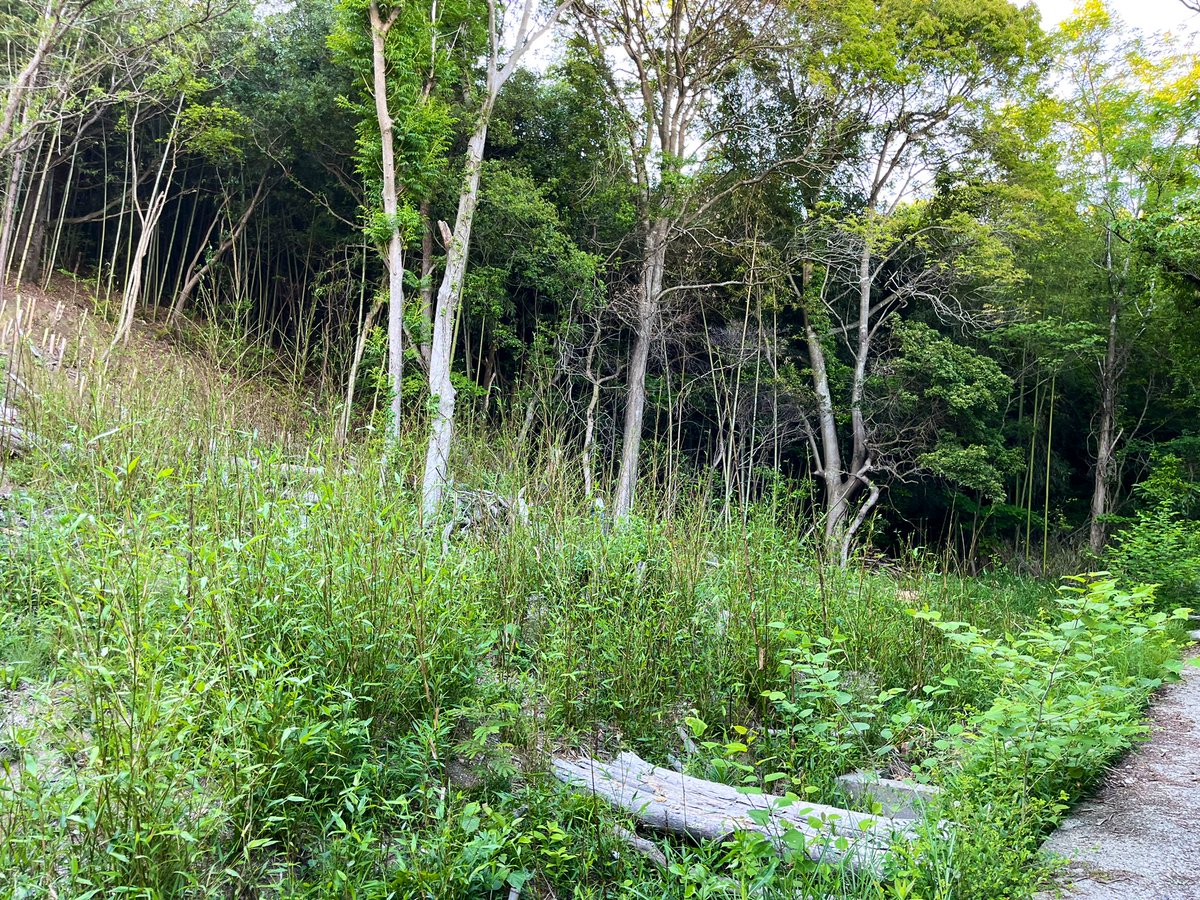 startfromzero23's tweet image. 今日は仕事終わりに開拓竹林の竹刈りに…🎋
1枚目の4/9 から、
約1ヶ月半空いてしまいました😇

2枚目　今日　作業前
3枚目　今日　作業後

まだタケノコと竹の間ぐらいで柔らかく、
草刈機でじゃんじゃん狩ってきました💪

2シーズン前に開拓した竹林ですが、
気を抜くとすぐ竹林に戻りそうです😂