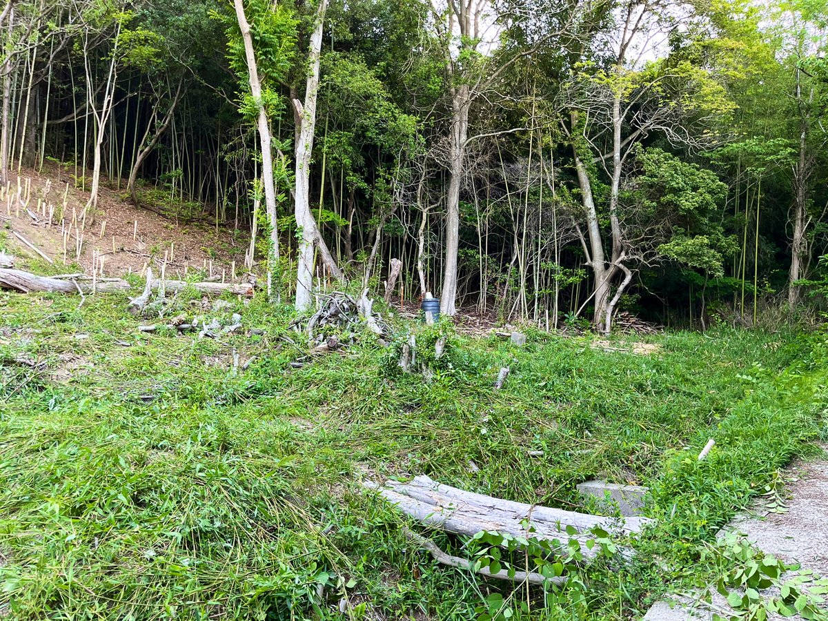 startfromzero23's tweet image. 今日は仕事終わりに開拓竹林の竹刈りに…🎋
1枚目の4/9 から、
約1ヶ月半空いてしまいました😇

2枚目　今日　作業前
3枚目　今日　作業後

まだタケノコと竹の間ぐらいで柔らかく、
草刈機でじゃんじゃん狩ってきました💪

2シーズン前に開拓した竹林ですが、
気を抜くとすぐ竹林に戻りそうです😂