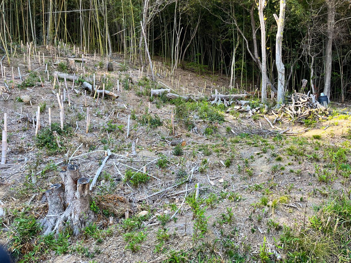 startfromzero23's tweet image. 今日は仕事終わりに開拓竹林の竹刈りに…🎋
1枚目の4/9 から、
約1ヶ月半空いてしまいました😇

2枚目　今日　作業前
3枚目　今日　作業後

まだタケノコと竹の間ぐらいで柔らかく、
草刈機でじゃんじゃん狩ってきました💪

2シーズン前に開拓した竹林ですが、
気を抜くとすぐ竹林に戻りそうです😂