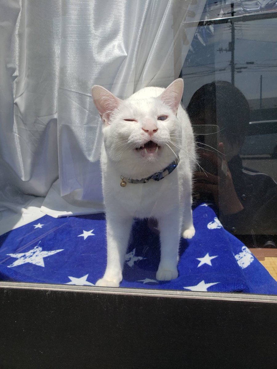 あくびをした瞬間に撮影されてるのを気づいたテトくん