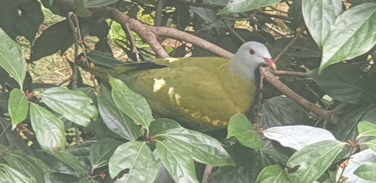 LittleBellaNR's tweet photo. Lots of 'silent' crashing around in the Bolly gum next to the back deck today. Eventually identified the suspects.  Multiple Wompoo pigeons.. usually heard rather than seen.
Tucking into the tiny fruit with gusto! https://t.co/BHwtBQGDBM https://t.co/oZOghSDLXO