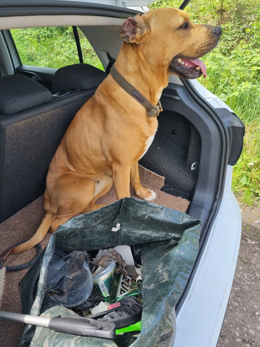 Out again this morning on our challenge for <a href="/BhamDogsHome/">Birmingham Dogs Home</a> doing 130 miles in May! In addition collected another bag of rubbish whilst on @cannockAONB all now in the bin! Bella is happy with both results 🐕 <a href="/ForestryEngland/">Forestry England</a> <a href="/pawsonplastic/">Paws On Plastic #pawsonplastic</a>  <a href="/2minlitterpick/">2minutelitterpick🚯</a> <a href="/KeepBritainTidy/">Keep Britain Tidy</a>