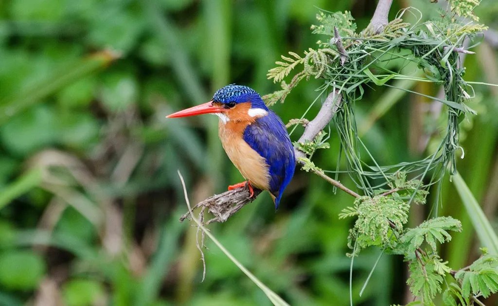 noowangye's tweet photo. If you Love bird watching, come to Uganda and watch this beautiful bird making it's own house. https://t.co/Rz3FfxmLUl