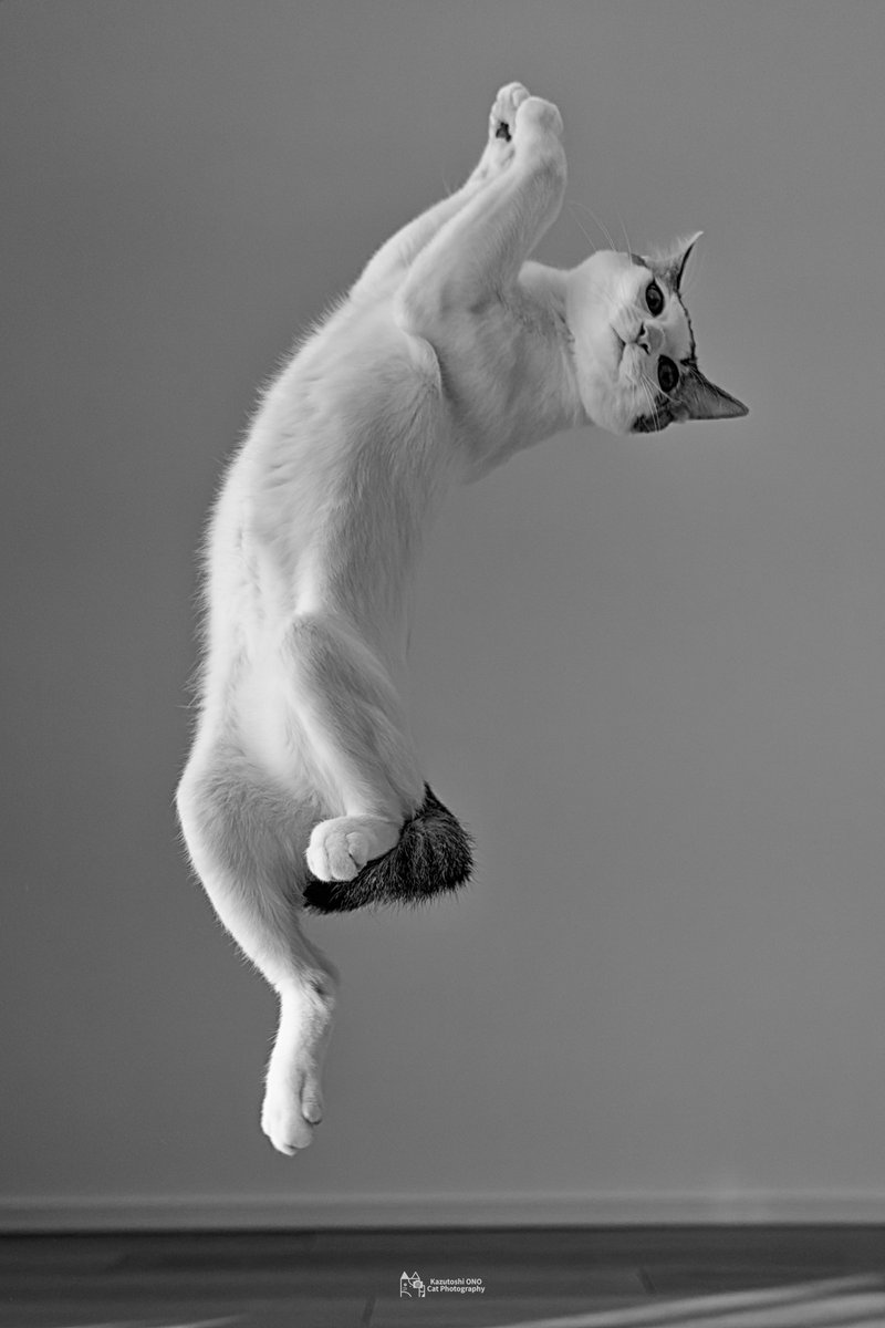 kazutoshi_ono_'s tweet photo. 一緒に踊ろう！

#ねこ #cats #猫好きさんと繋がりたい #猫好き #catlover #東京カメラ部 https://t.co/lFa7xdIlVO