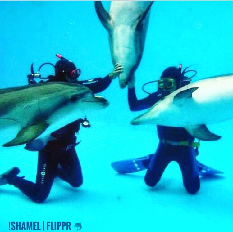 Flippr fam 🐬
Was in zoo and dolphinarium with  @Real_Omen . Great day, great emotions.
This guys said hello to you <a href="/FlipprTool/">Flippr</a> ❤️