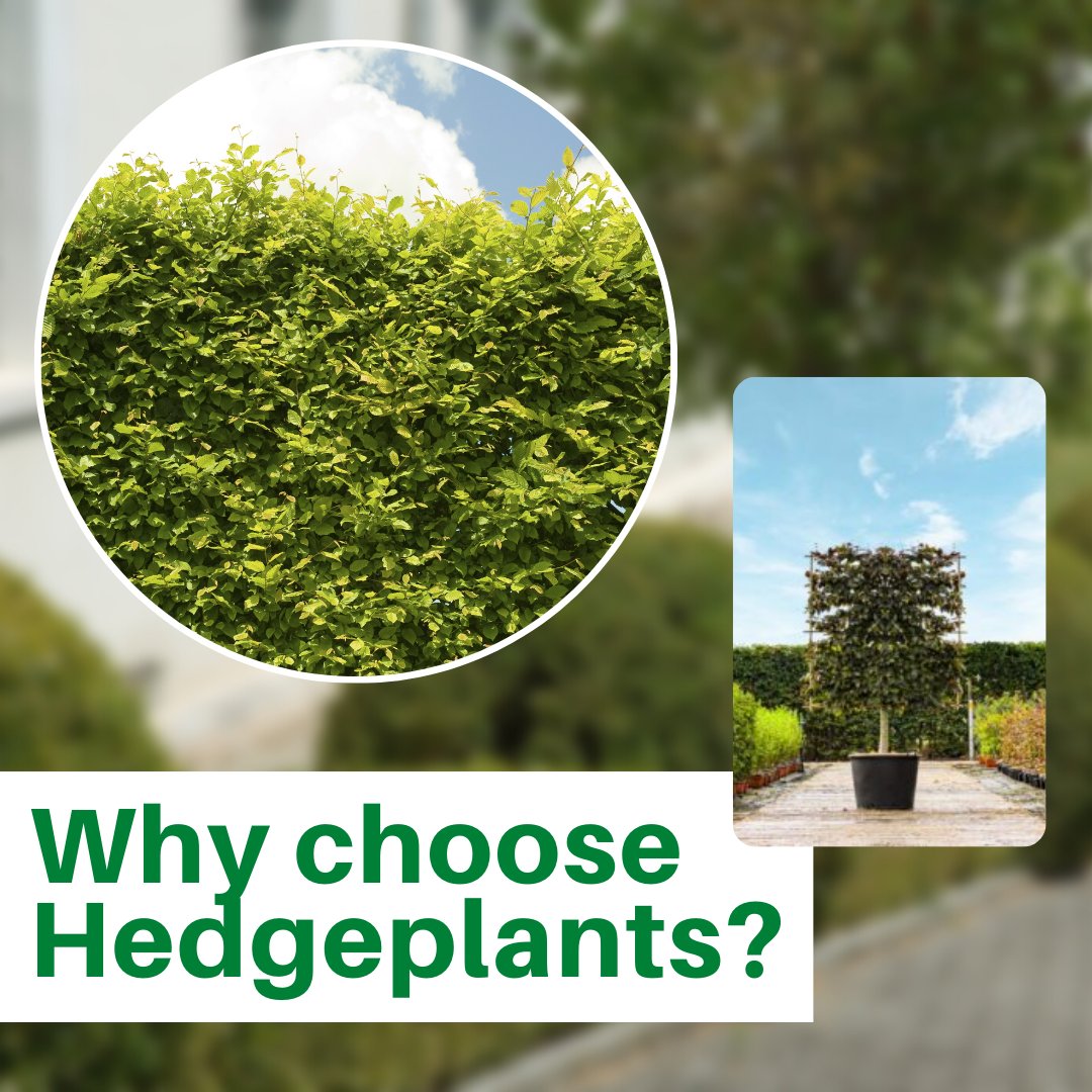 HedgeplantsC's tweet photo. Why choose Hedgeplants?

If you are looking to transform your outdoor landscape this summer, then now is the perfect time to prepare.

Check out our range of products today!

https://t.co/O30OGUYd1k

#hedgeplants #outdoorspace #summer #instanthedging #addcolour https://t.co/wmVm1He7pk