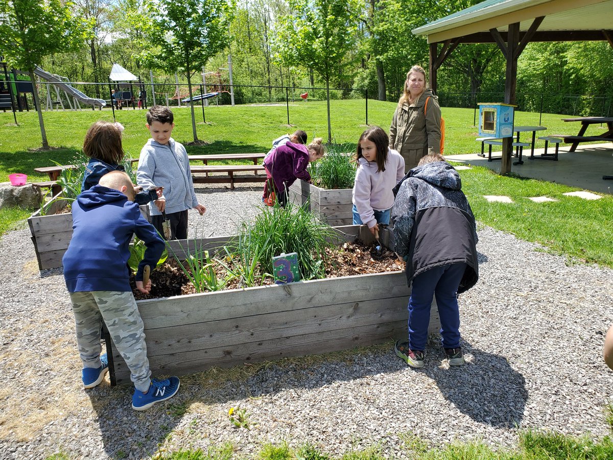 Great day! Garden & @HCSDF2S fun! Ss @HMS14075 harvest mushrooms from @flat12mushrooms blocks 4 #NYthursday school lunch. Ss @HamburgHigh harvest #HOM asparagus 4 school lunch, Ss @BVSelementary planted potatoes & beans, Ss @upeshcsd plant potatoes & pollinators! @LSajdakHHSWBL